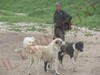 I cani nello Stato del TAJIKISTAN (Sage Chuponi)